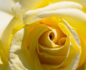 001Garden 190617crop