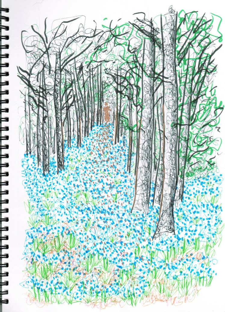 bluebell woods