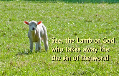 Lamb of God_Ashridge Sheep