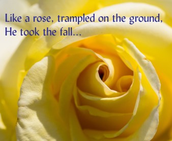 Like a rose Lent 2018