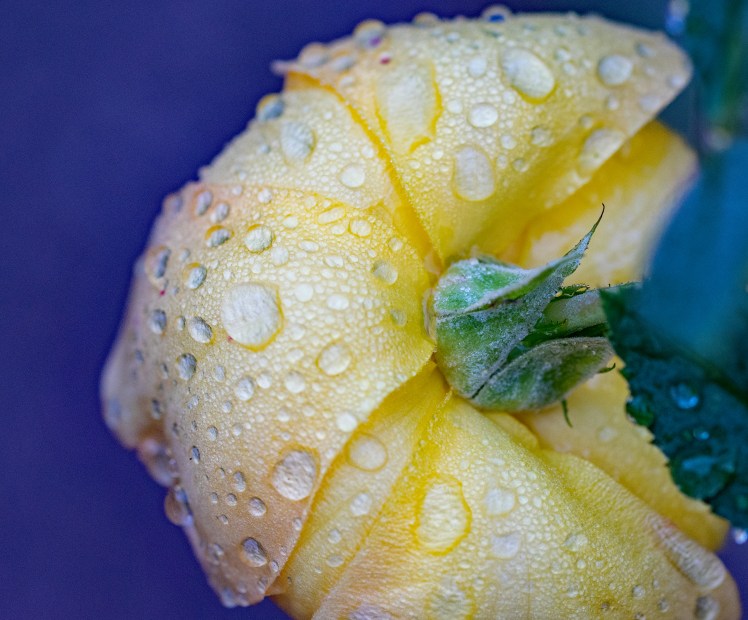 021gdn_raindrops edcrop