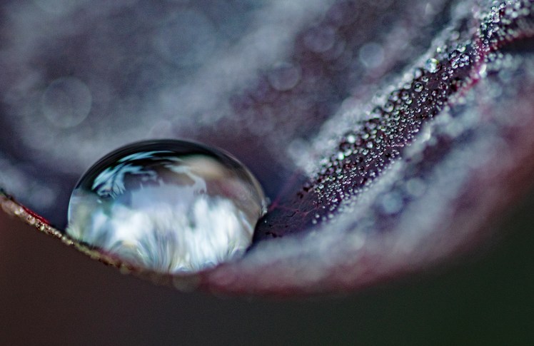 049gdn_raindrops crop