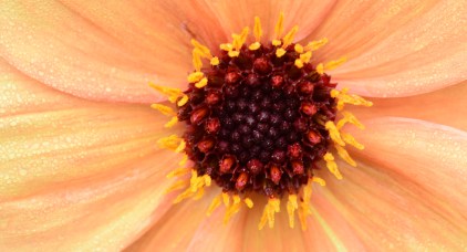 034Garden web etc banner