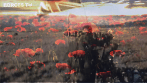 forces TV poppies