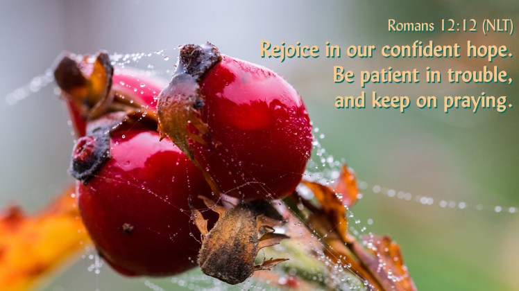 Rom 12v12 hips 024Garden web etc crop2