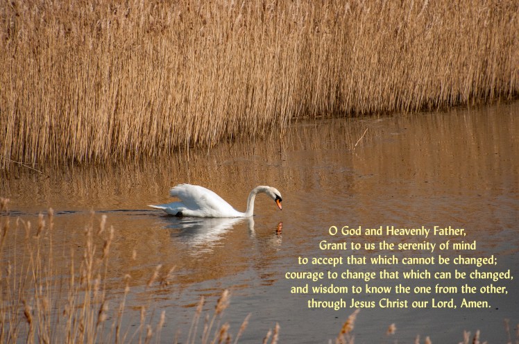 serenity 024Pagham210318edited