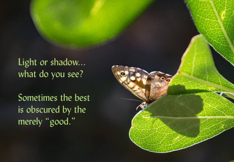 Light shadow 250MedCruiseFloren2 bfly shadow