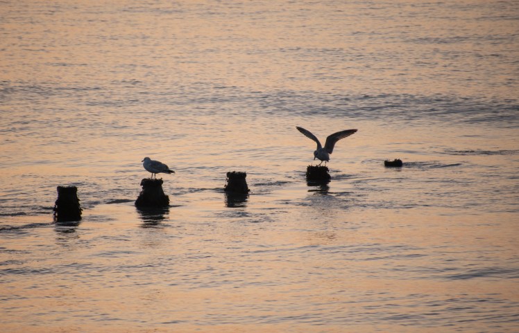 008210119 frostmorn crop