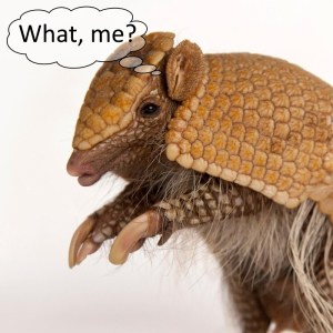 armadillo