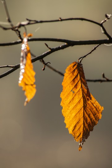 100150219 Hotham Pk edit