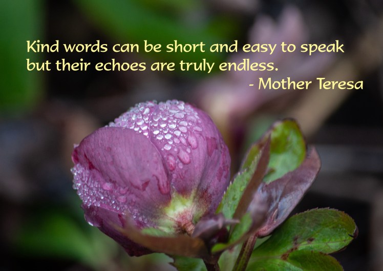 Kindness Teresa 063250119 flowers crop