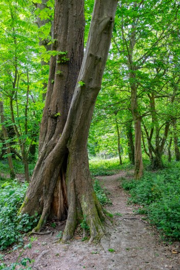 001Slindon 1 Apr19 edit