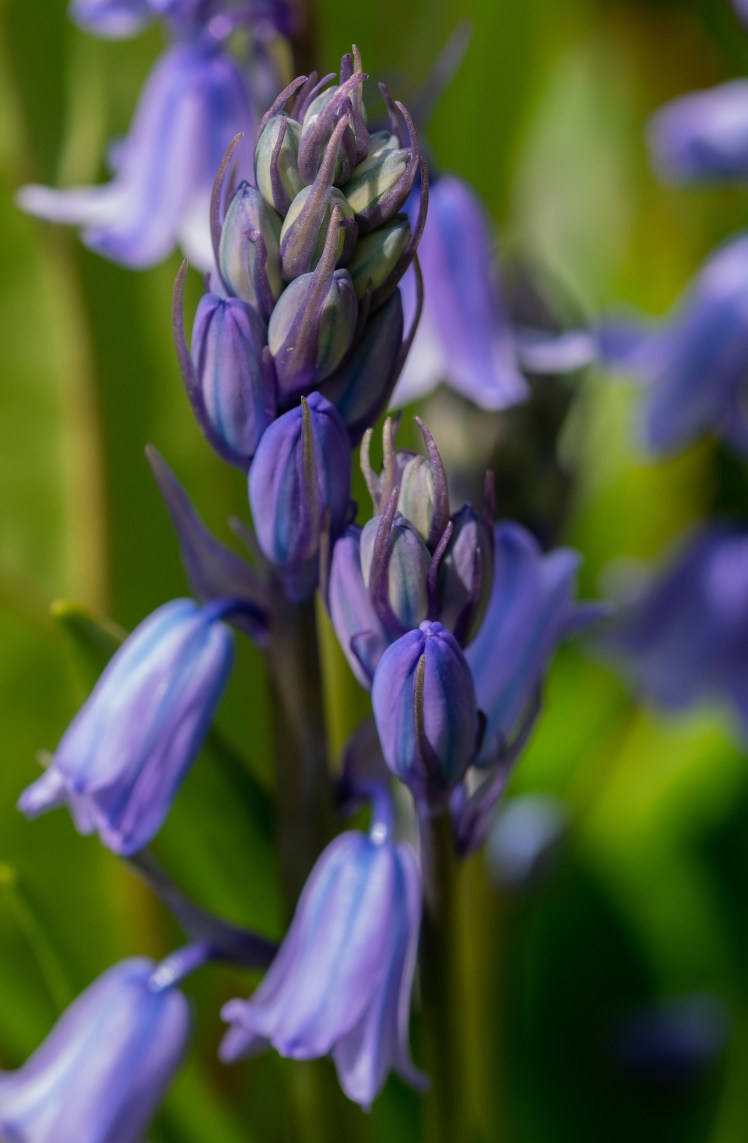 002120419 Ald Blueb crop