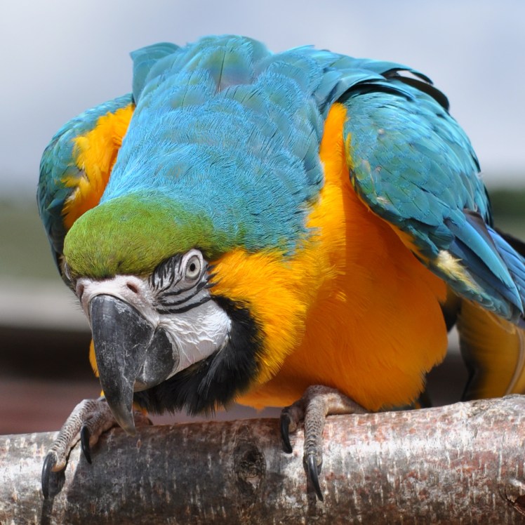 104Woburn0812 macaw crop2