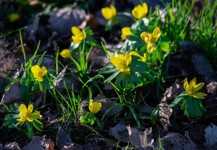 148329Jan2020 bognor crop