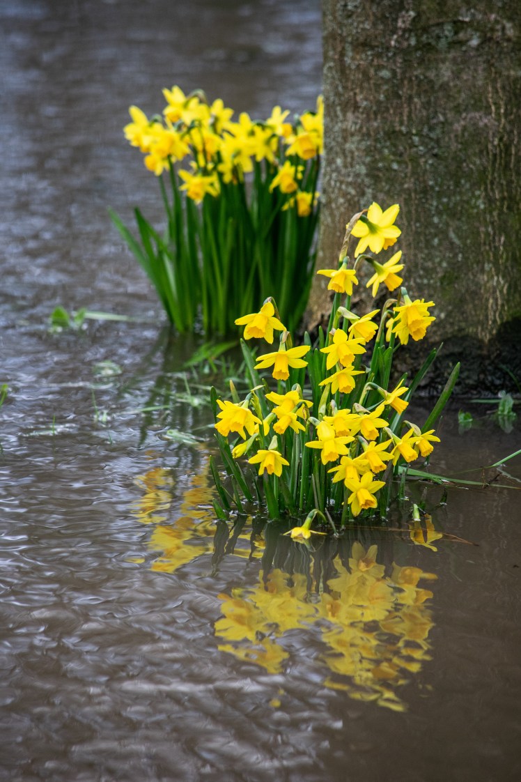 164217022020hotham adj