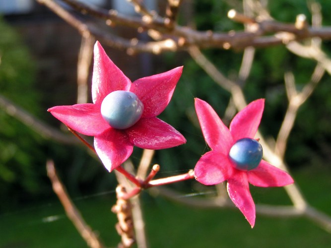 MINOLTA DIGITAL CAMERA