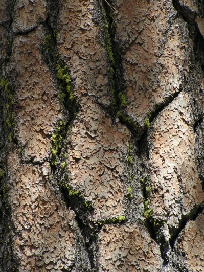 MINOLTA DIGITAL CAMERA