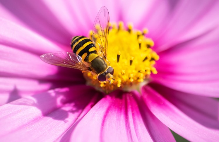 060spider_wasp0915 ed