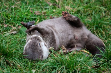 Juggle otter 083whipsnade1016