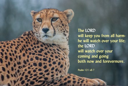 psalm 121 v6-7 Cheetah 064whipsnade1212 edited crop2