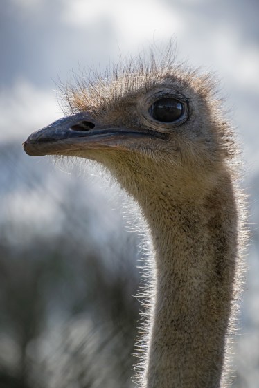 Whipsnade_046-030315 adj