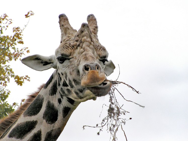 MINOLTA DIGITAL CAMERA