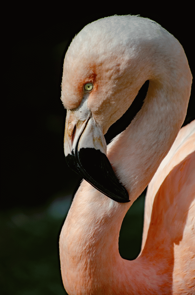 The current image has no alternative text. The file name is: dsc_0015_120865300824-birdworld-haze.gif